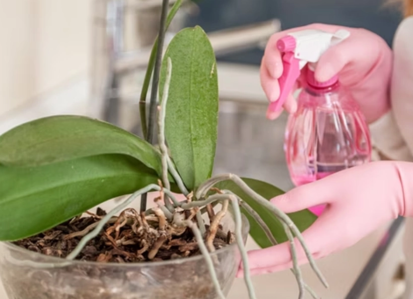 蝴蝶兰浇水方法