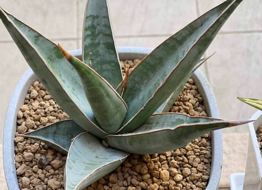 虎尾蘭土壤選擇