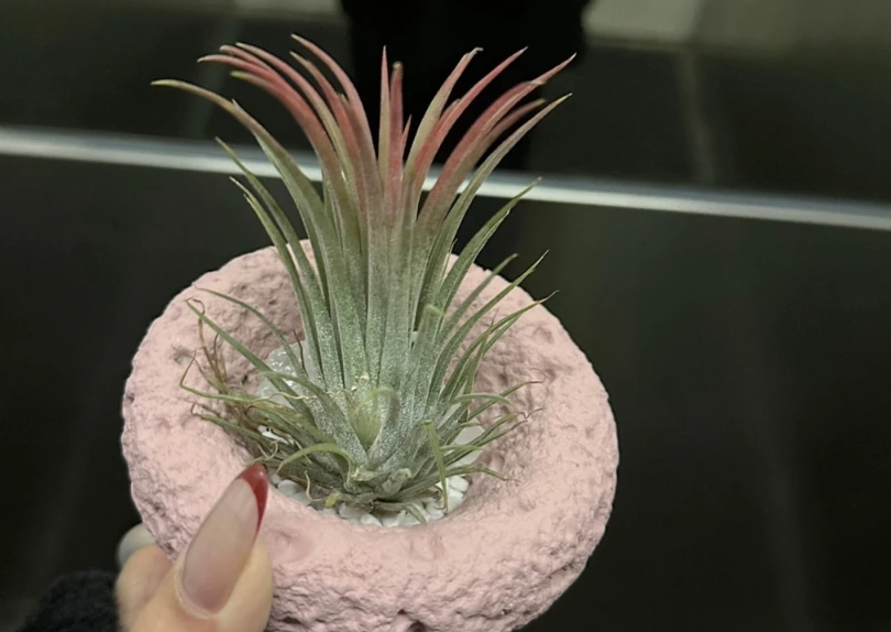 辦公室植物推薦