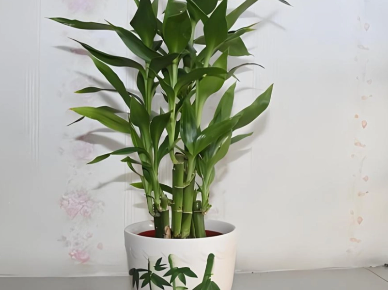 富貴竹照顧方法