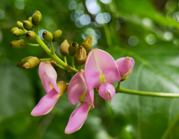 水黃皮健康益處