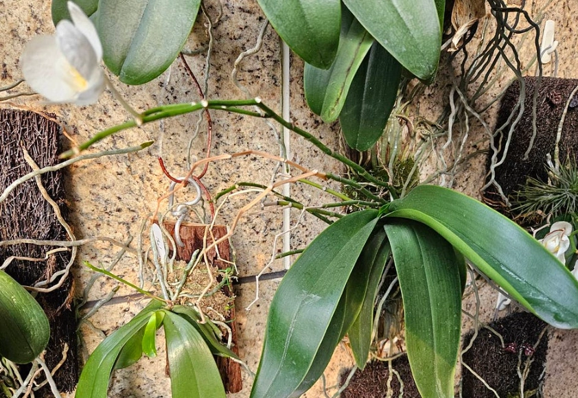 蘭花氣根外露處理