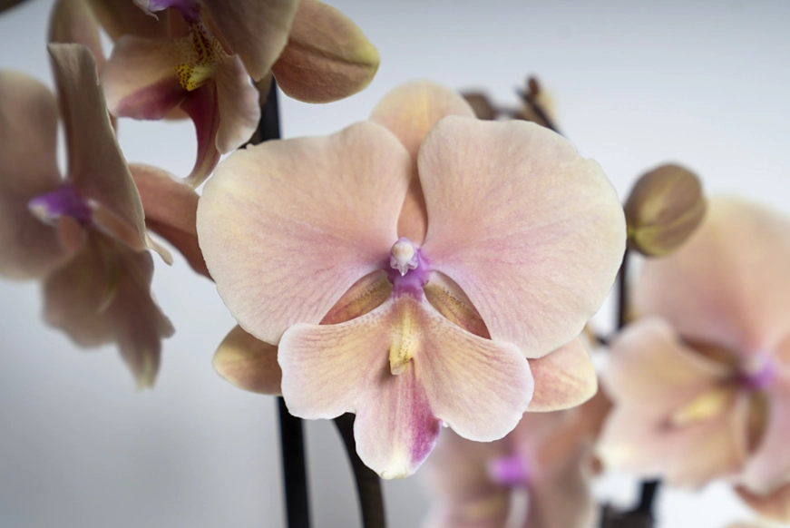 蝴蝶兰种植光照