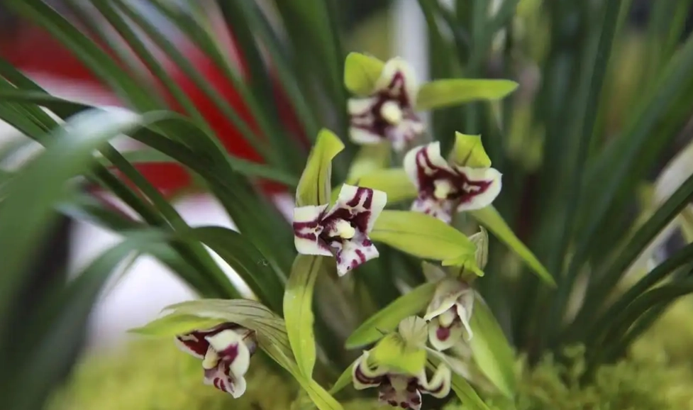 蘭花開花後處理