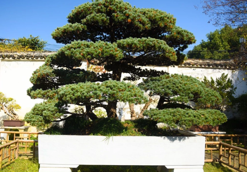 羅漢松變粗方法