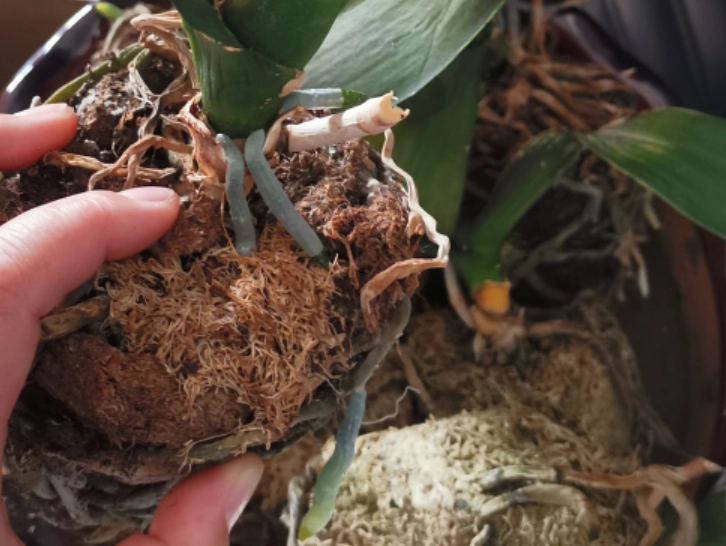 蝴蝶蘭枯萎原因