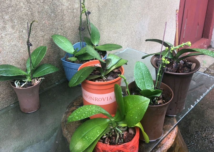 蝴蝶蘭雨水影響