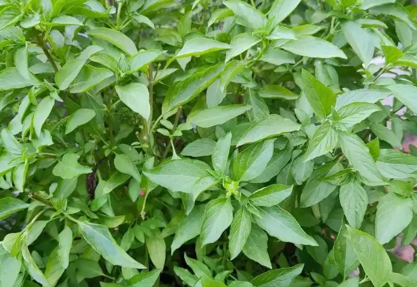 九層塔對貓有害