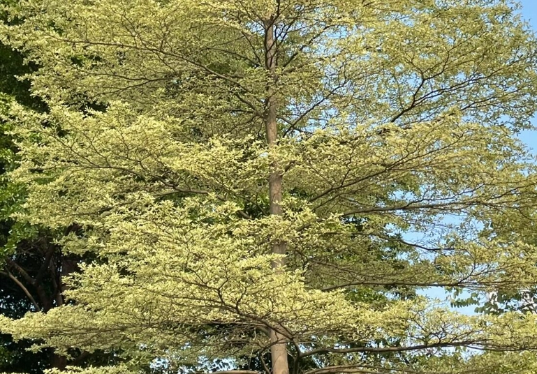 小葉欖仁樹護理