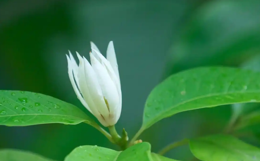 白蘭花保存方法 白蘭花保存方法