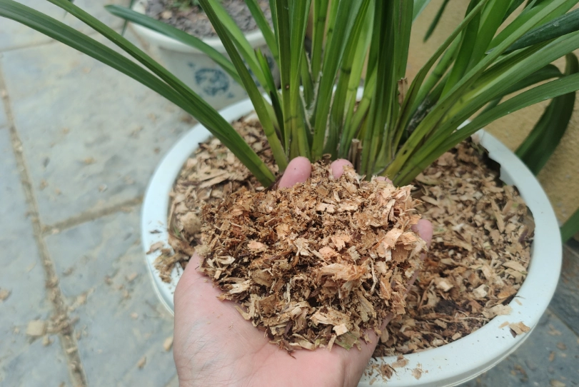木屑養蘭花方法