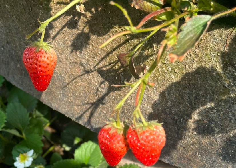 大湖草莓園價格