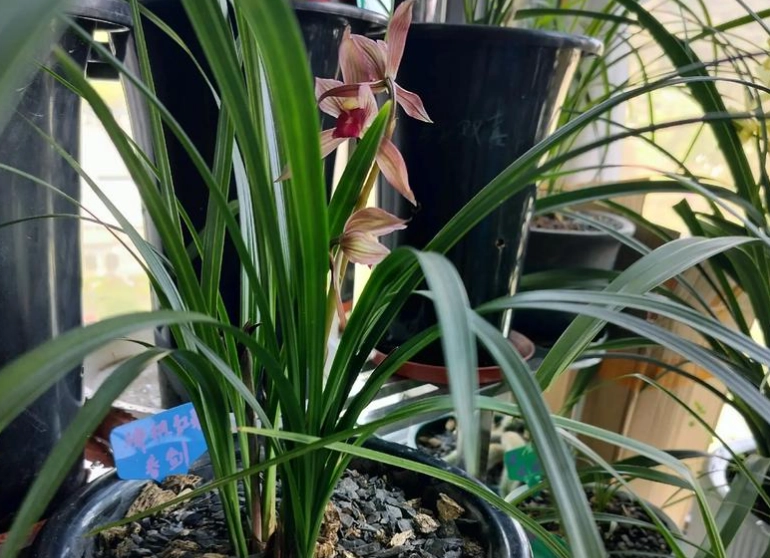 蘭花室內養護 蘭花室內養護