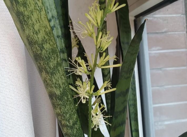 虎尾蘭開花意義