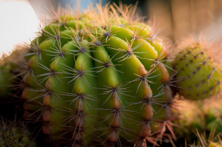 室內仙人掌益處