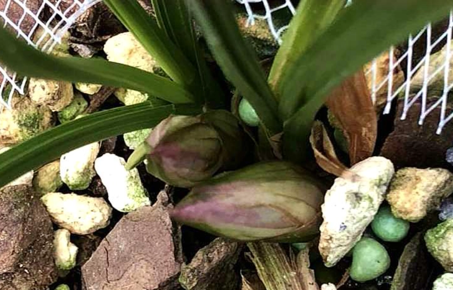 蘭花花苞處理方法