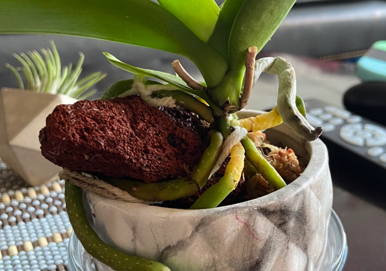 蘭花氣根外露原因