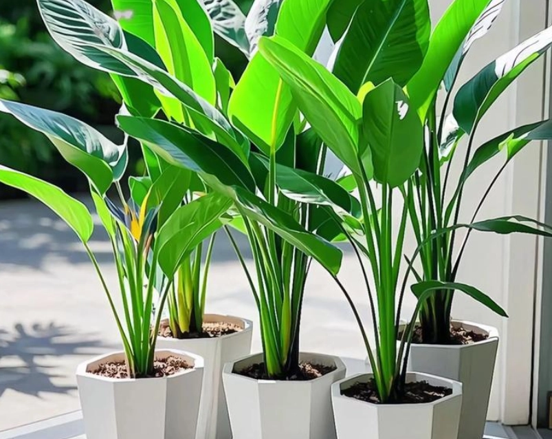 天堂鳥光照技巧