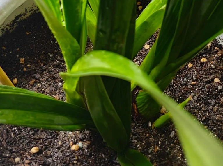蘭花介質選擇 蘭花介質選擇