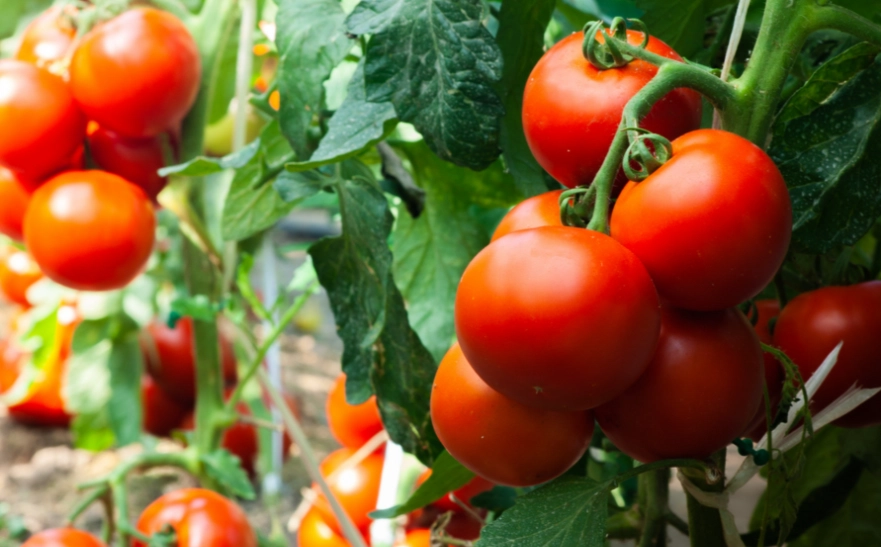 停心型番茄特點