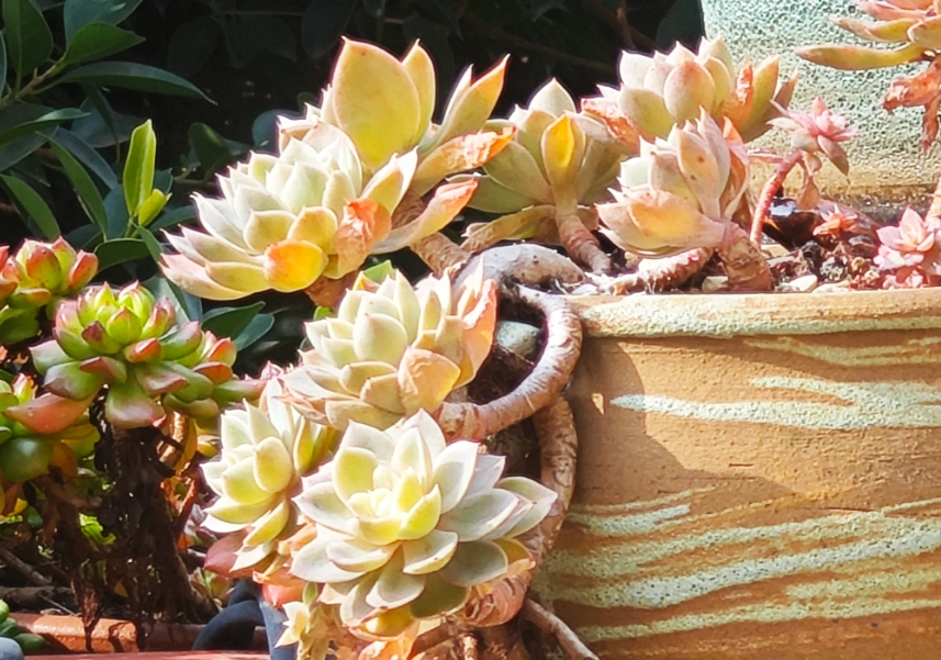 肉肉植物種植方法