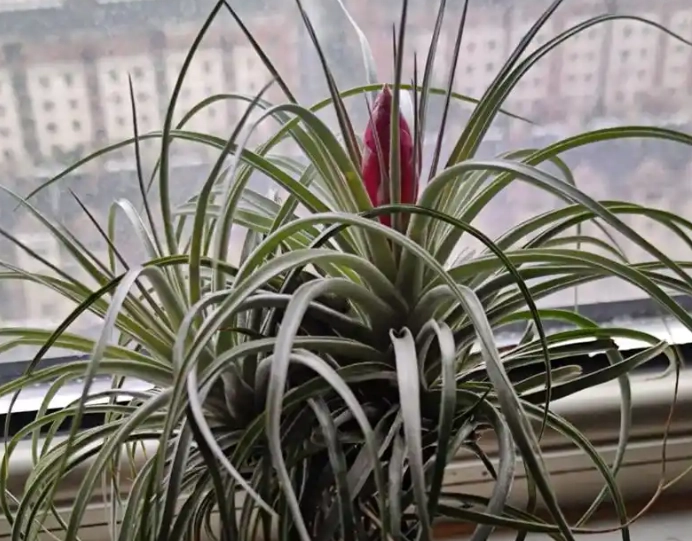 空氣鳳梨生長技巧