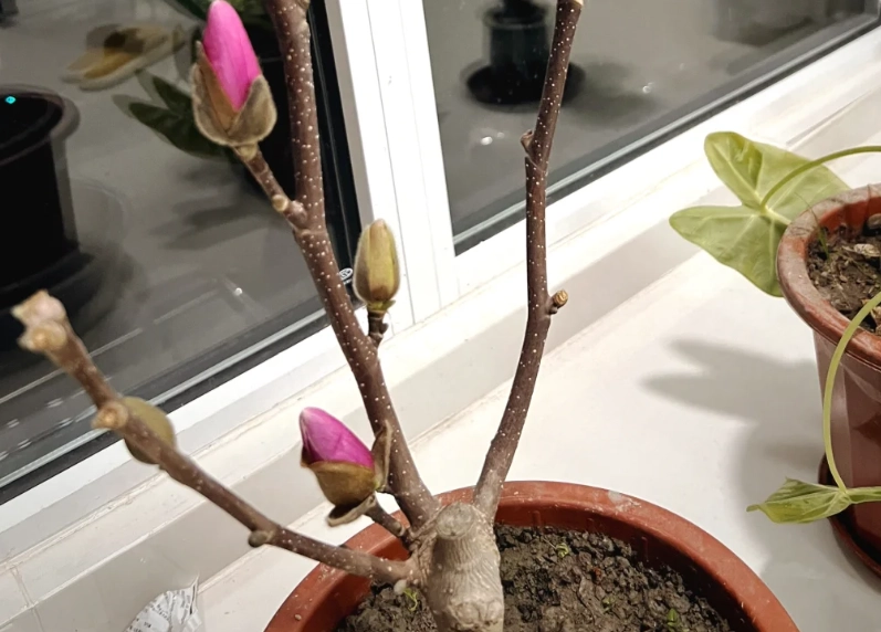 玉蘭花盆栽種植