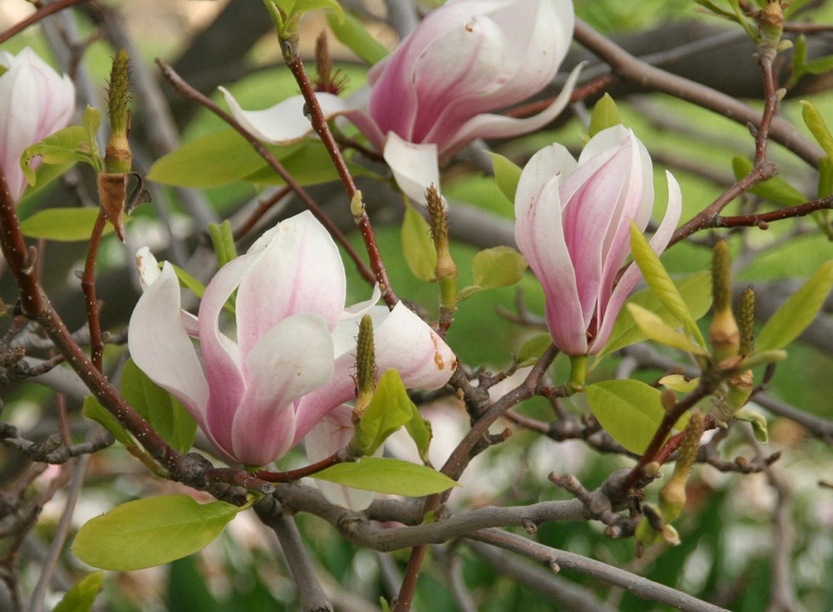 玉蘭花開花時間