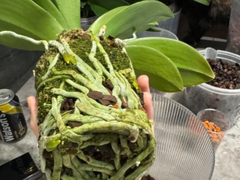 蘭花換盆最佳時機