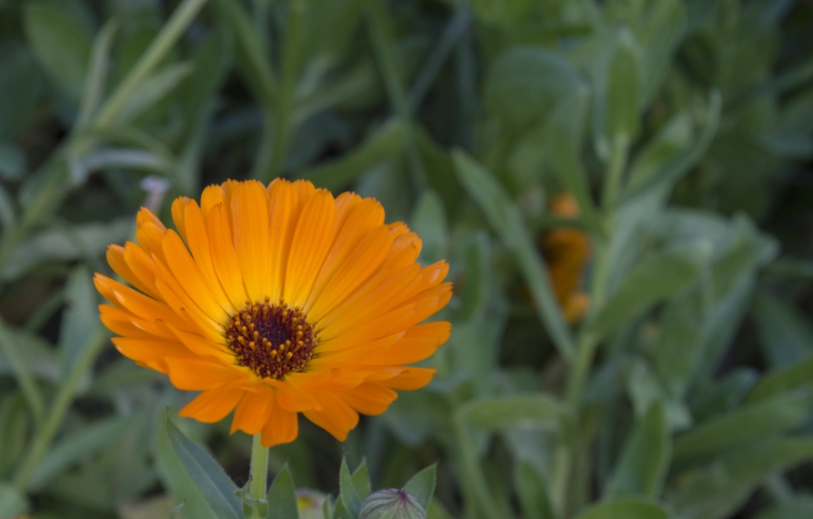 寵物安全花卉 寵物安全花卉