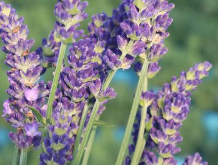 薰衣草對貓咪有害