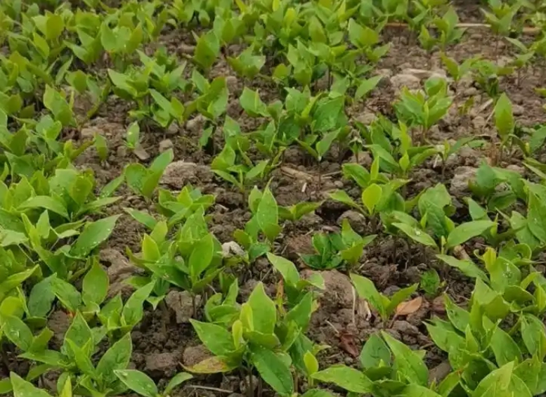 玉蘭花發芽方法