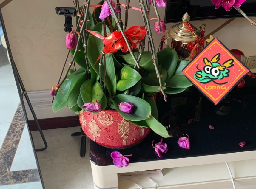 蝴蝶蘭掉花處理