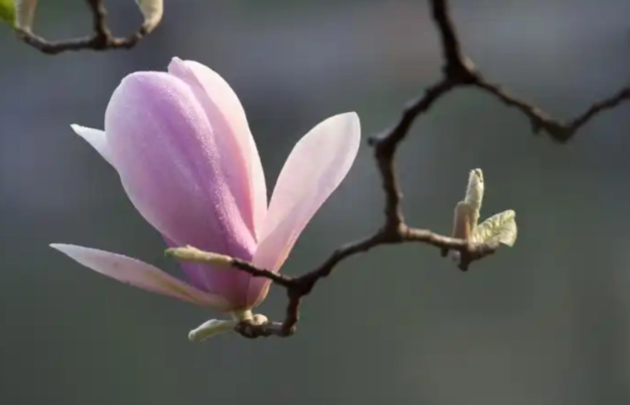 玉蘭花 澆水 方法
