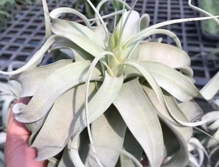 辦公室植物推薦