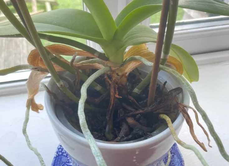 蘭花氣根外露處理