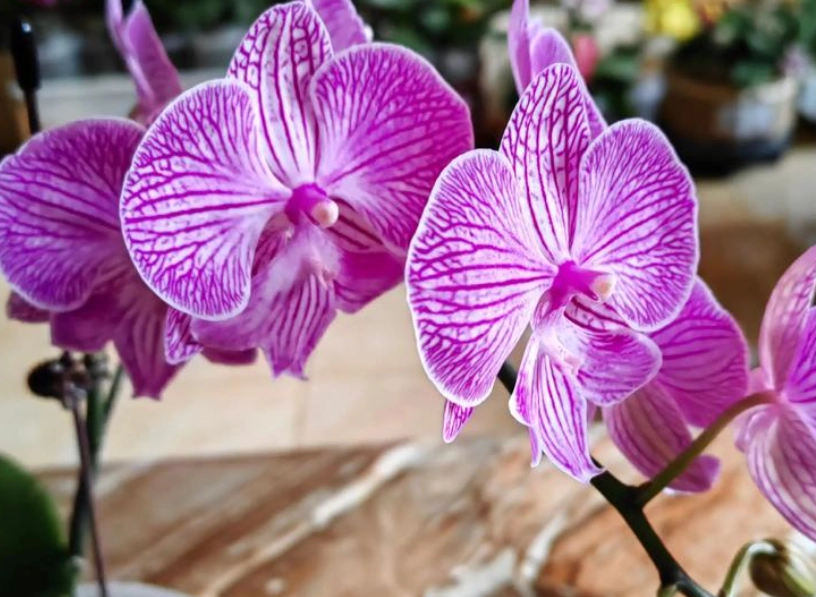 蝴蝶蘭澆水頻率