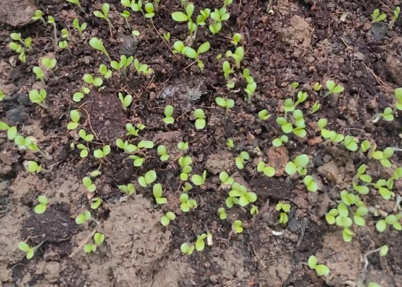 玉蘭花發芽方法