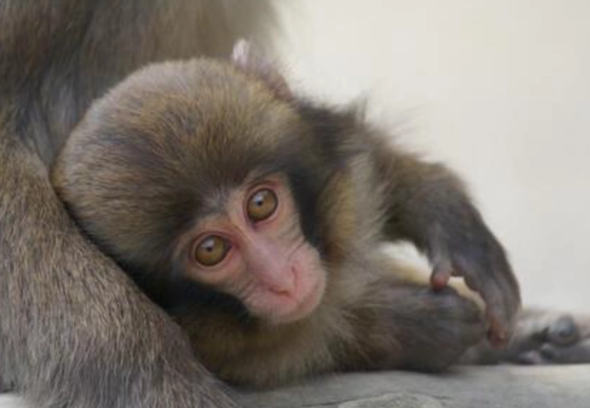 小猴子夢境解析