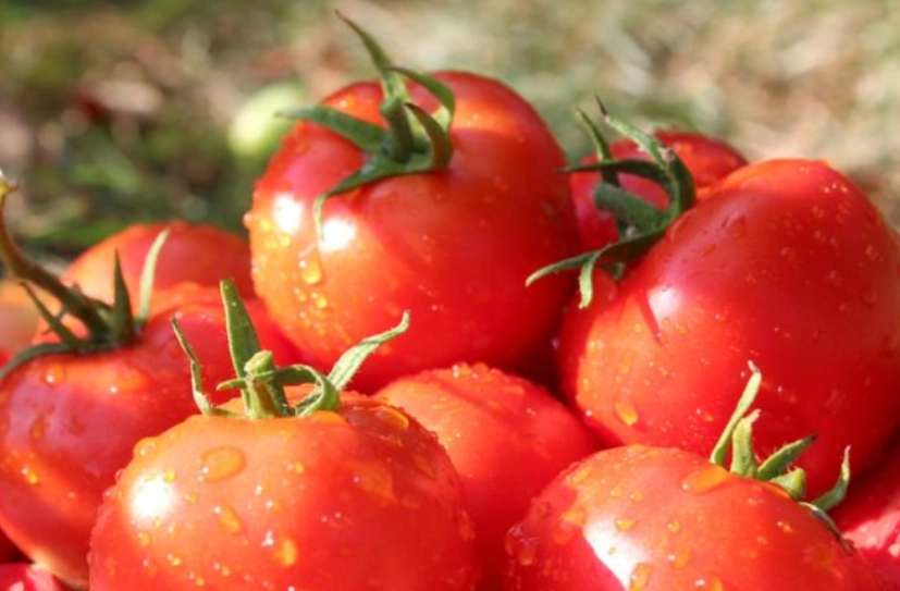 停心型番茄特點