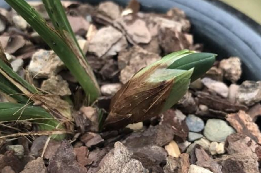 蘭花花苞處理方法