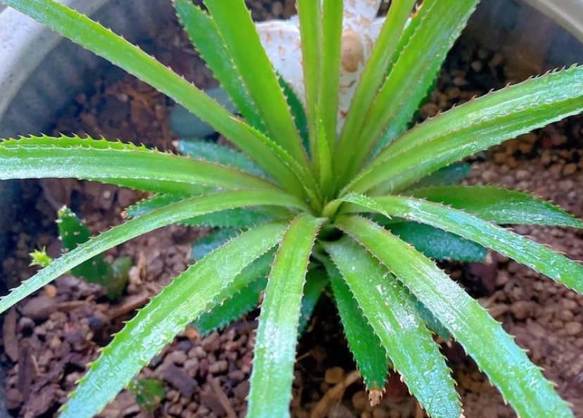 居家種菠蘿技巧