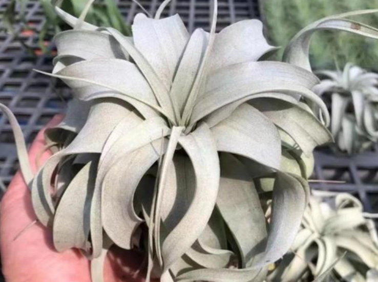 空氣鳳梨生長技巧