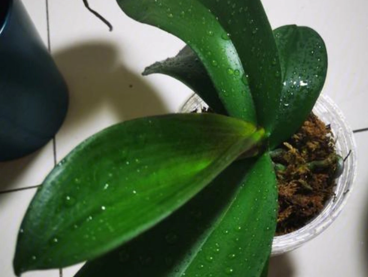 蝴蝶蘭雨水影響