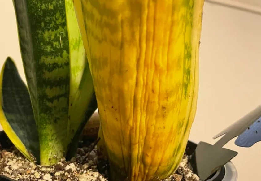 虎尾蘭葉子皺皺原因