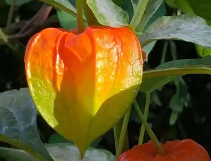 燈籠果修剪技巧