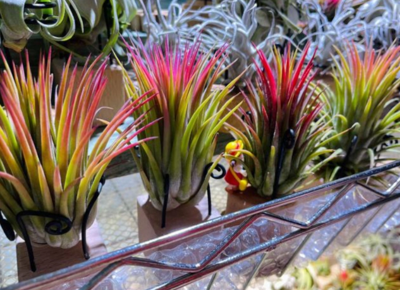 空氣鳳梨章魚 照顧方法