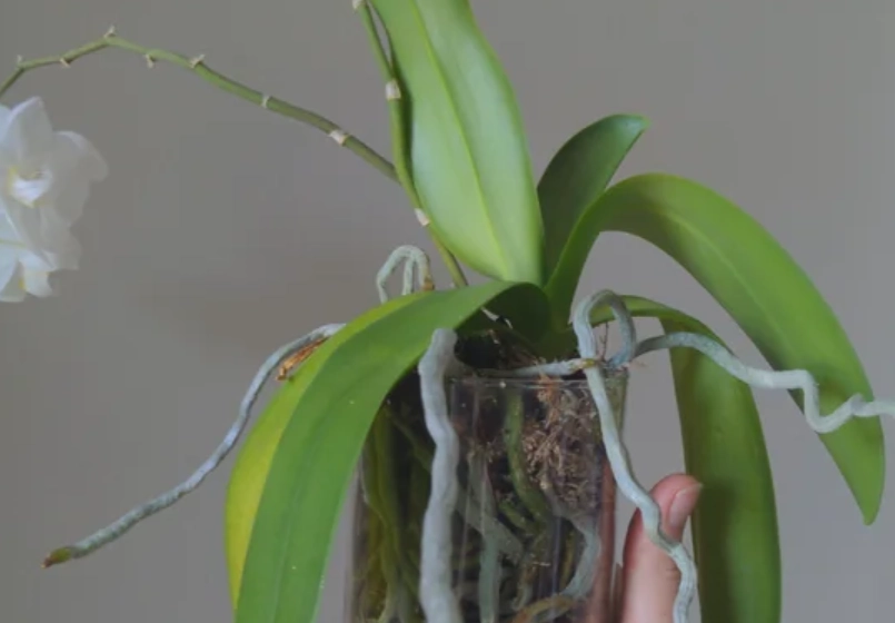 蝴蝶蘭氣根照顧