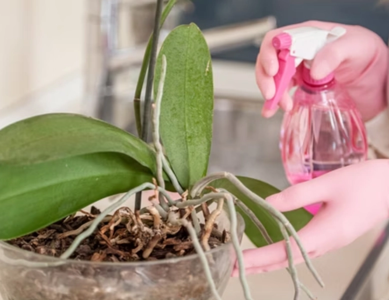 蘭花澆水注意事項 蘭花澆水注意事項