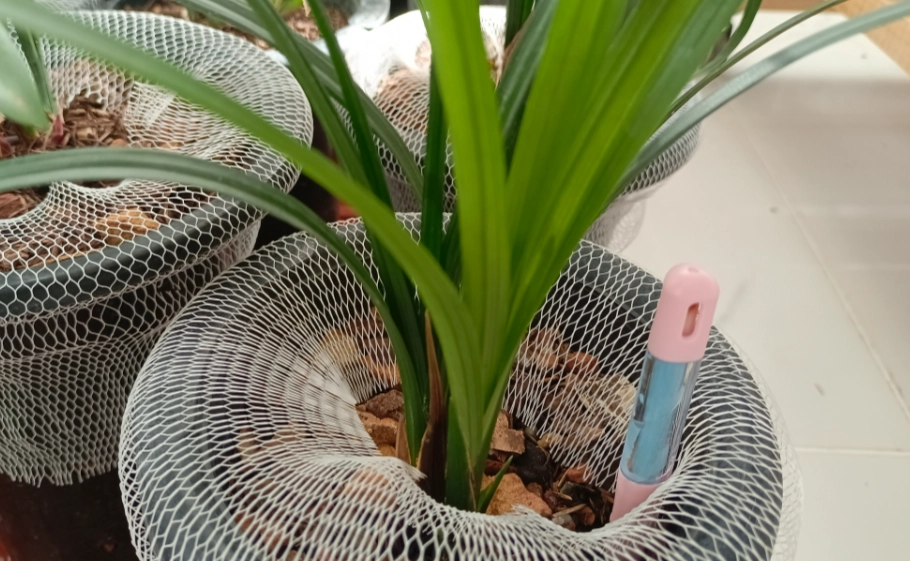 蘭花澆水過多處理